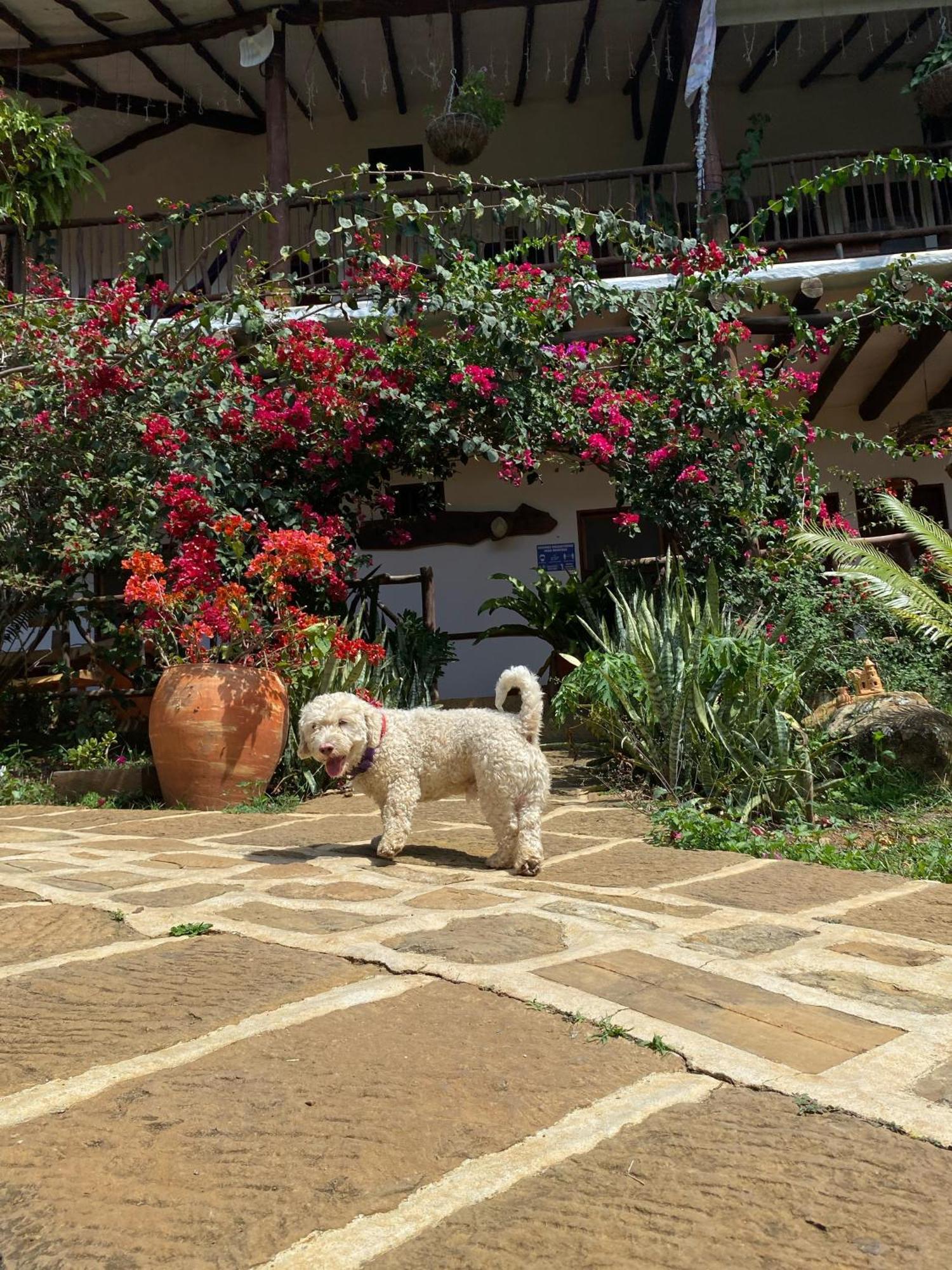 Hostal Villa San Rafael 巴里查拉 外观 照片